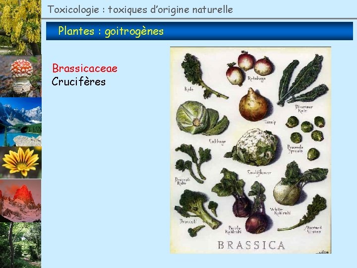 Toxicologie : toxiques d’origine naturelle Plantes : goitrogènes Brassicaceae Crucifères 