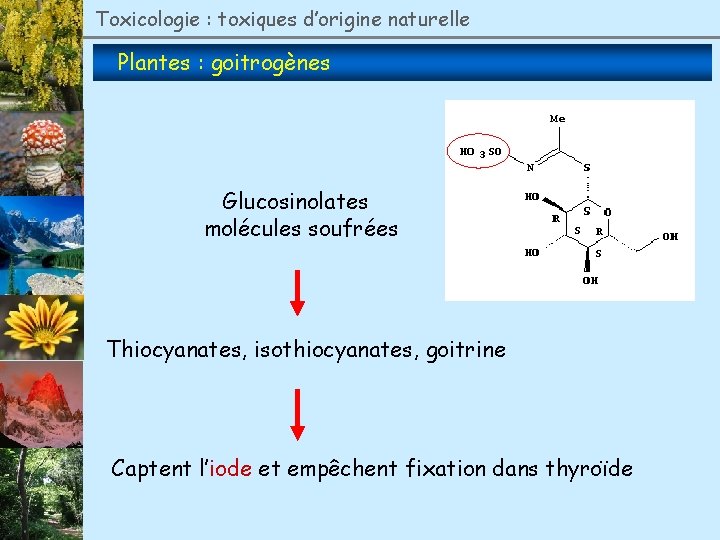 Toxicologie : toxiques d’origine naturelle Plantes : goitrogènes Glucosinolates molécules soufrées Thiocyanates, isothiocyanates, goitrine