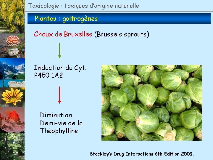 Toxicologie : toxiques d’origine naturelle Plantes : goitrogènes Choux de Bruxelles (Brussels sprouts) Induction