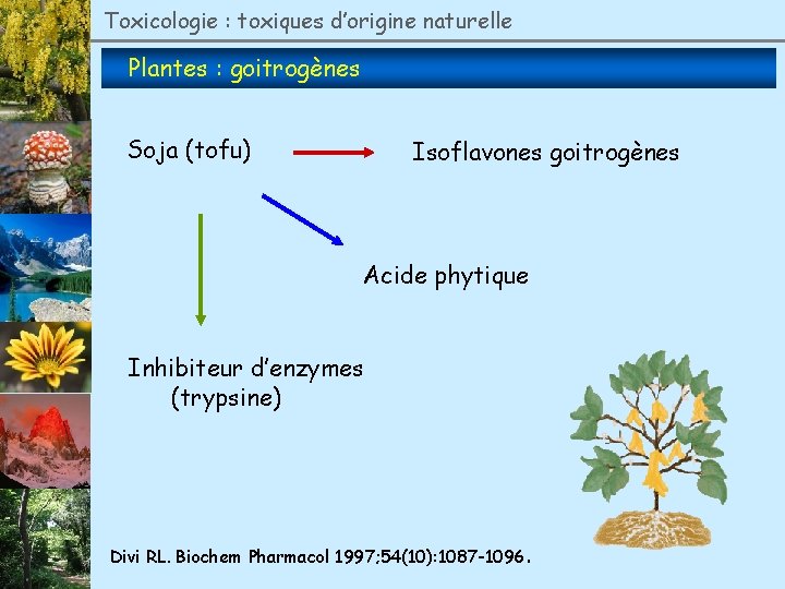 Toxicologie : toxiques d’origine naturelle Plantes : goitrogènes Soja (tofu) Isoflavones goitrogènes Acide phytique