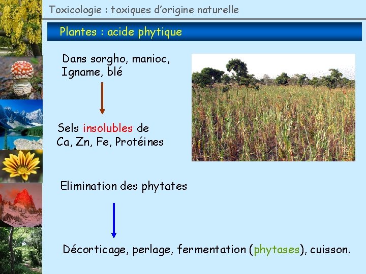 Toxicologie : toxiques d’origine naturelle Plantes : acide phytique Dans sorgho, manioc, Igname, blé