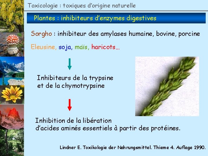 Toxicologie : toxiques d’origine naturelle Plantes : inhibiteurs d’enzymes digestives Sorgho : inhibiteur des
