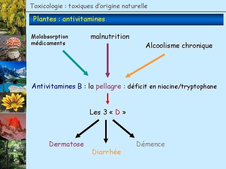 Toxicologie : toxiques d’origine naturelle Plantes : antivitamines Malabsorption médicaments malnutrition Alcoolisme chronique Antivitamines