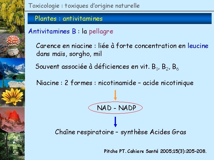 Toxicologie : toxiques d’origine naturelle Plantes : antivitamines Antivitamines B : la pellagre Carence