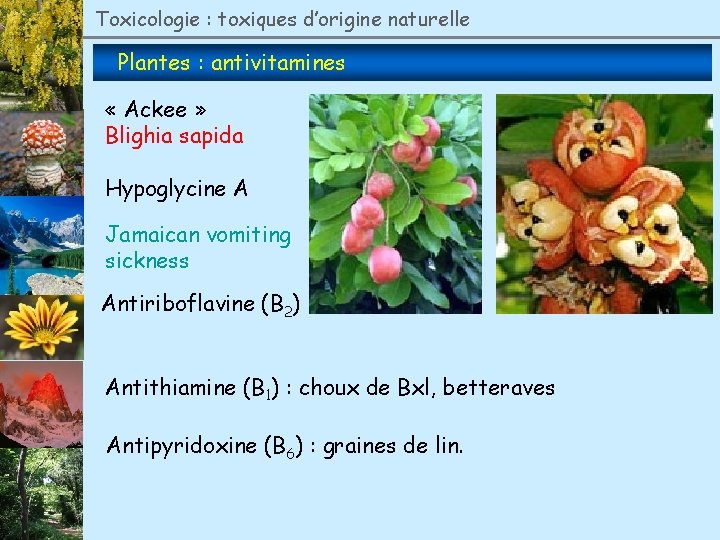 Toxicologie : toxiques d’origine naturelle Plantes : antivitamines « Ackee » Blighia sapida Hypoglycine