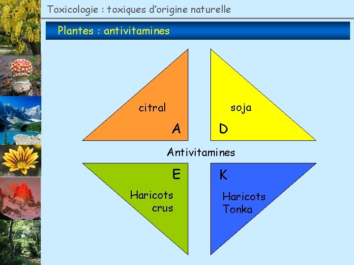 Toxicologie : toxiques d’origine naturelle Plantes : antivitamines soja citral A D Antivitamines E