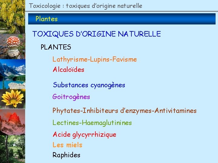 Toxicologie : toxiques d’origine naturelle Plantes TOXIQUES D’ORIGINE NATURELLE PLANTES Lathyrisme-Lupins-Favisme Alcaloïdes Substances cyanogènes