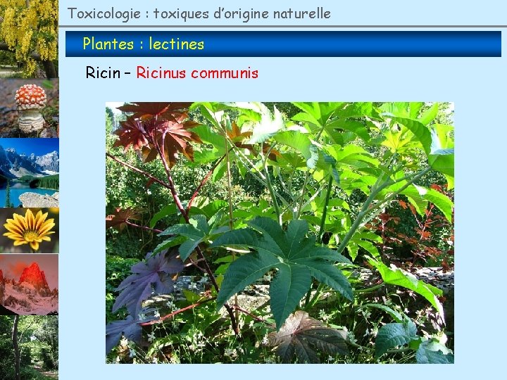 Toxicologie : toxiques d’origine naturelle Plantes : lectines Ricin – Ricinus communis 