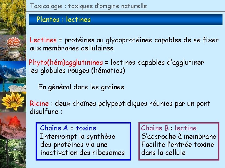 Toxicologie : toxiques d’origine naturelle Plantes : lectines Lectines = protéines ou glycoprotéines capables