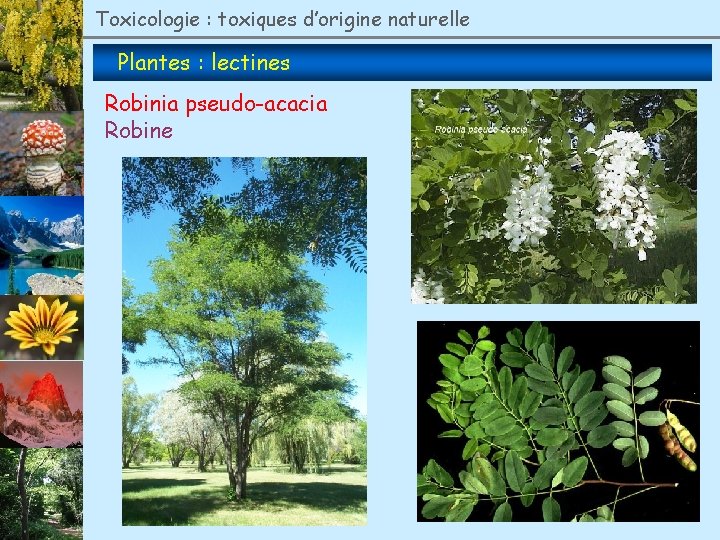 Toxicologie : toxiques d’origine naturelle Plantes : lectines Robinia pseudo-acacia Robine 