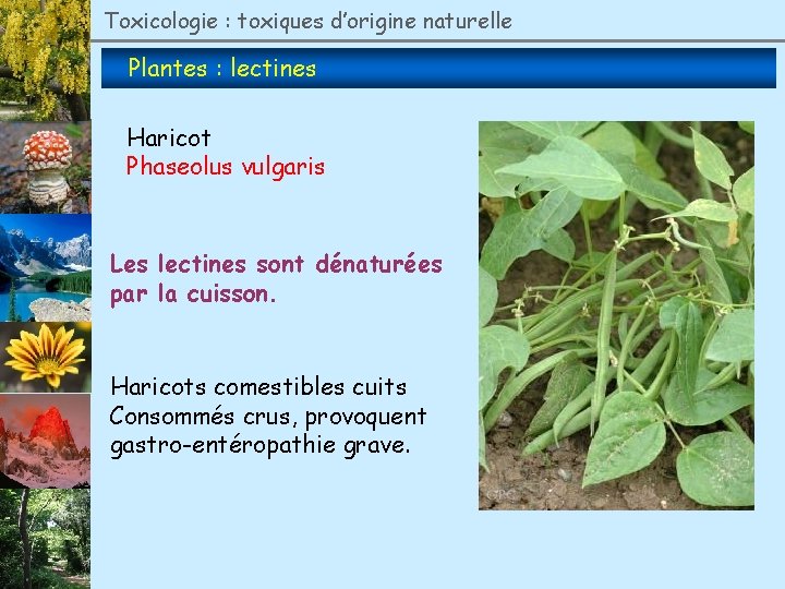 Toxicologie : toxiques d’origine naturelle Plantes : lectines Haricot Phaseolus vulgaris Les lectines sont