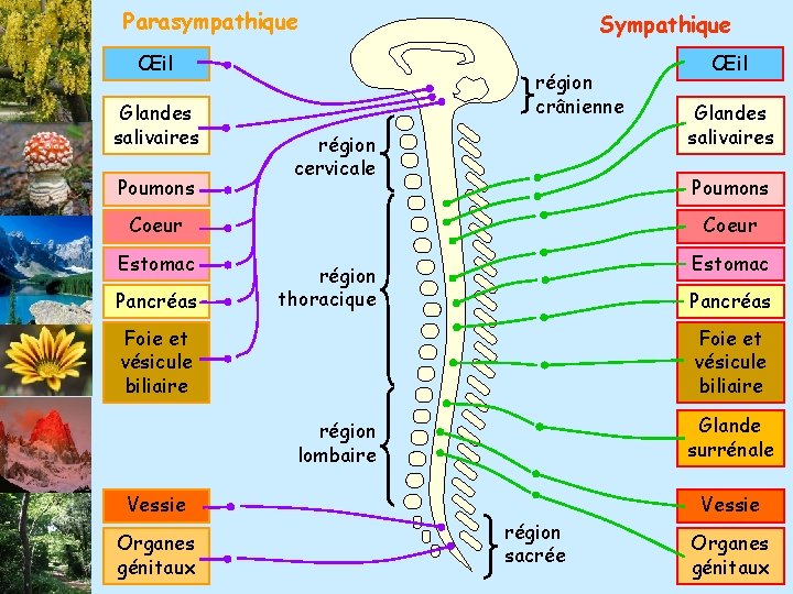 Parasympathique Œil Glandes salivaires Poumons Sympathique région crânienne région cervicale Pancréas Coeur Estomac région