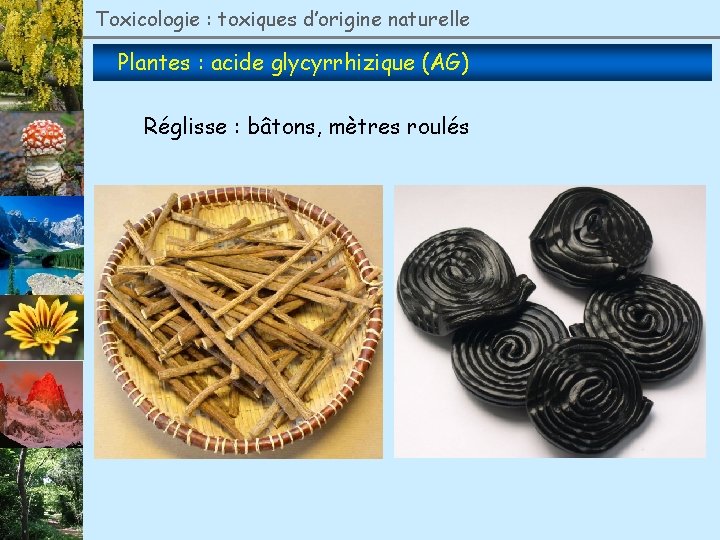 Toxicologie : toxiques d’origine naturelle Plantes : acide glycyrrhizique (AG) Réglisse : bâtons, mètres