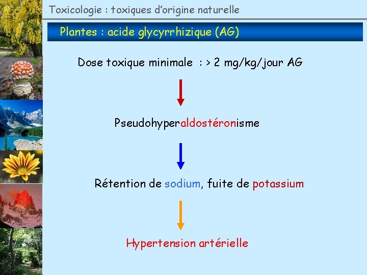 Toxicologie : toxiques d’origine naturelle Plantes : acide glycyrrhizique (AG) Dose toxique minimale :