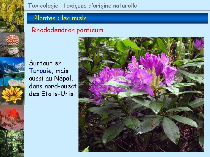 Toxicologie : toxiques d’origine naturelle Plantes : les miels Rhododendron ponticum Surtout en Turquie,