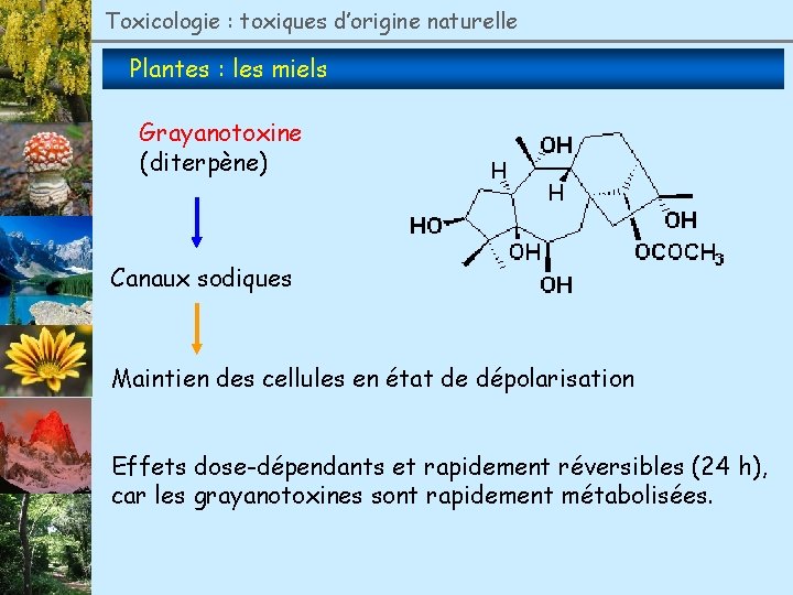 Toxicologie : toxiques d’origine naturelle Plantes : les miels Grayanotoxine (diterpène) Canaux sodiques Maintien