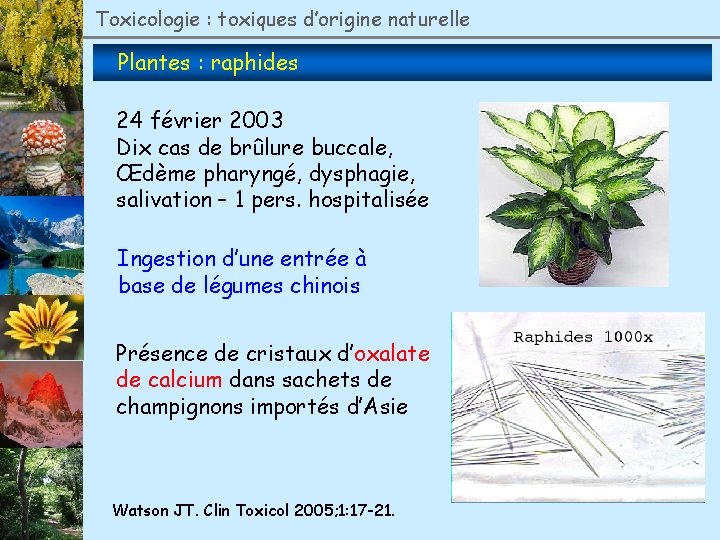 Toxicologie : toxiques d’origine naturelle Plantes : raphides 24 février 2003 Dix cas de