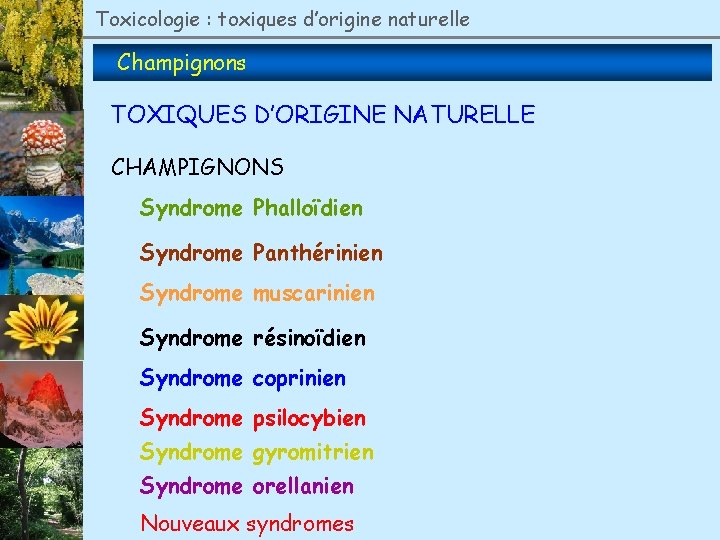 Toxicologie : toxiques d’origine naturelle Champignons TOXIQUES D’ORIGINE NATURELLE CHAMPIGNONS Syndrome Phalloïdien Syndrome Panthérinien