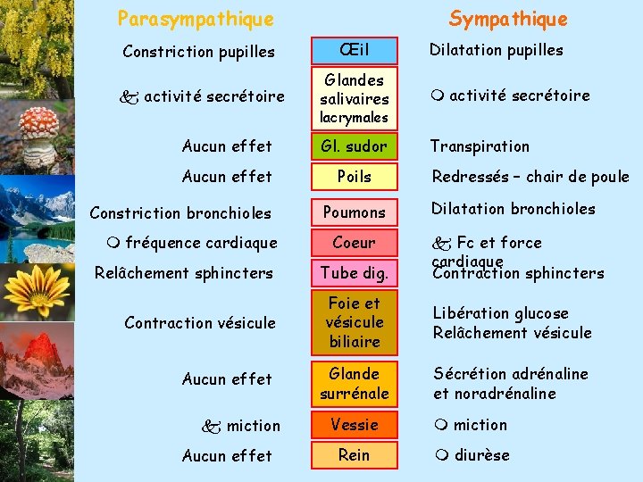 Parasympathique Sympathique Constriction pupilles Œil activité secrétoire Glandes salivaires activité secrétoire Aucun effet Gl.