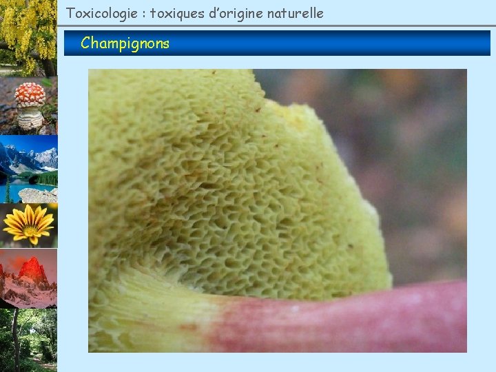 Toxicologie : toxiques d’origine naturelle Champignons 