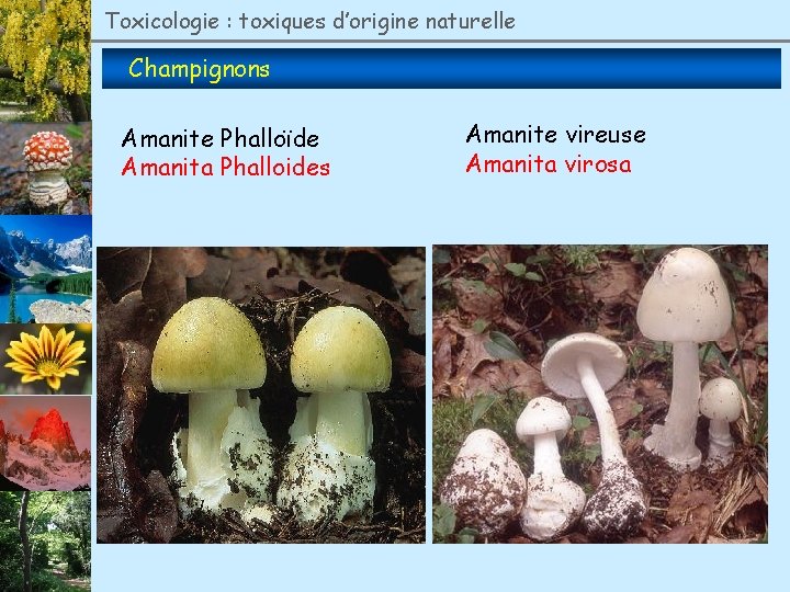 Toxicologie : toxiques d’origine naturelle Champignons Amanite Phalloïde Amanita Phalloides Amanite vireuse Amanita virosa