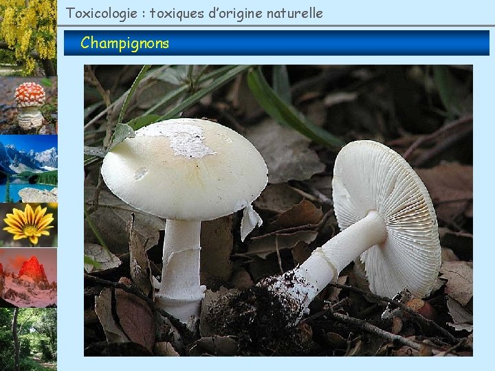 Toxicologie : toxiques d’origine naturelle Champignons 