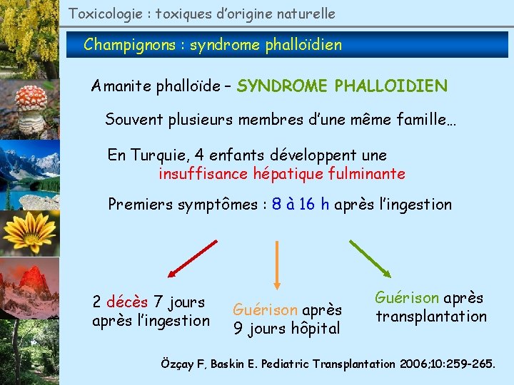 Toxicologie : toxiques d’origine naturelle Champignons : syndrome phalloïdien Amanite phalloïde – SYNDROME PHALLOIDIEN