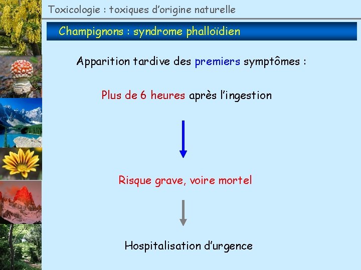Toxicologie : toxiques d’origine naturelle Champignons : syndrome phalloïdien Apparition tardive des premiers symptômes