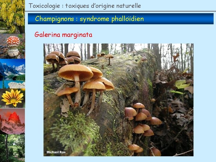 Toxicologie : toxiques d’origine naturelle Champignons : syndrome phalloïdien Galerina marginata 