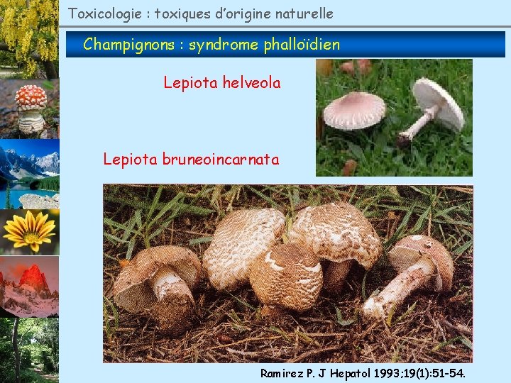 Toxicologie : toxiques d’origine naturelle Champignons : syndrome phalloïdien Lepiota helveola Lepiota bruneoincarnata Ramirez