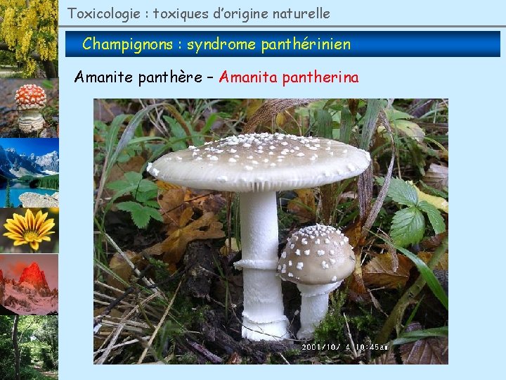 Toxicologie : toxiques d’origine naturelle Champignons : syndrome panthérinien Amanite panthère – Amanita pantherina