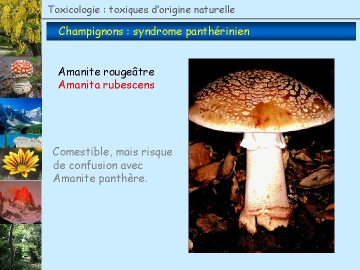 Toxicologie : toxiques d’origine naturelle Champignons : syndrome panthérinien Amanite rougeâtre Amanita rubescens Comestible,