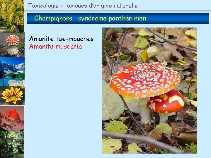 Toxicologie : toxiques d’origine naturelle Champignons : syndrome panthérinien Amanite tue-mouches Amanita muscaria 