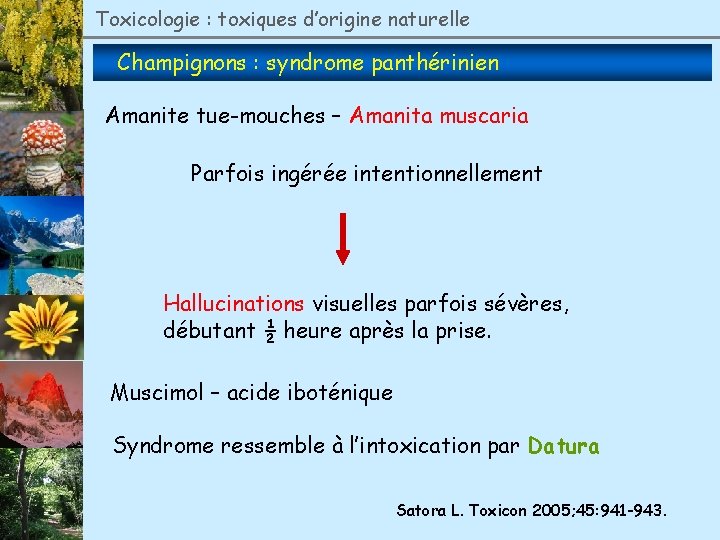 Toxicologie : toxiques d’origine naturelle Champignons : syndrome panthérinien Amanite tue-mouches – Amanita muscaria