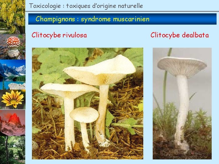 Toxicologie : toxiques d’origine naturelle Champignons : syndrome muscarinien Clitocybe rivulosa Clitocybe dealbata 