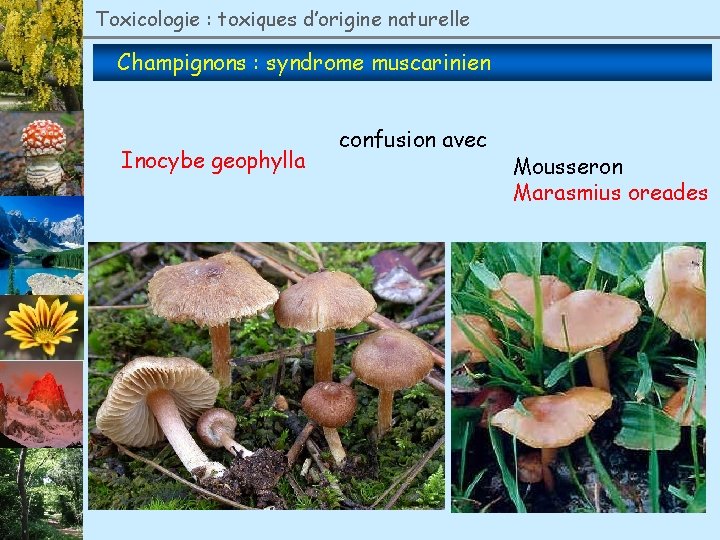 Toxicologie : toxiques d’origine naturelle Champignons : syndrome muscarinien Inocybe geophylla confusion avec Mousseron