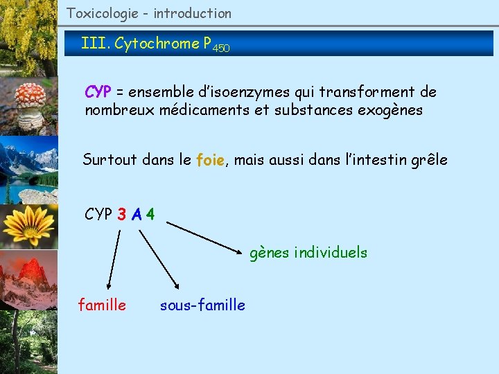 Toxicologie - introduction III. Cytochrome P 450 CYP = ensemble d’isoenzymes qui transforment de