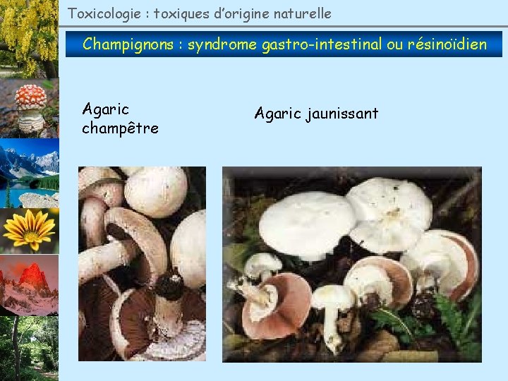 Toxicologie : toxiques d’origine naturelle Champignons : syndrome gastro-intestinal ou résinoïdien Agaric champêtre Agaric