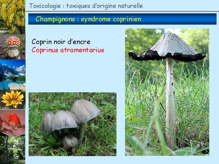 Toxicologie : toxiques d’origine naturelle Champignons : syndrome coprinien Coprin noir d’encre Coprinus atramentarius