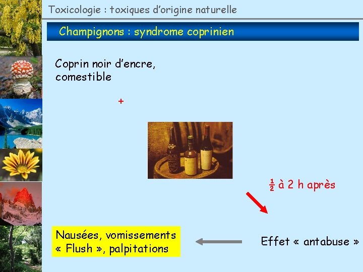 Toxicologie : toxiques d’origine naturelle Champignons : syndrome coprinien Coprin noir d’encre, comestible +