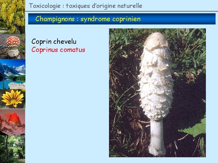 Toxicologie : toxiques d’origine naturelle Champignons : syndrome coprinien Coprin chevelu Coprinus comatus 