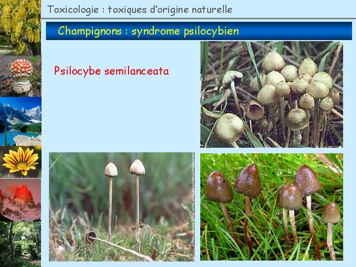 Toxicologie : toxiques d’origine naturelle Champignons : syndrome psilocybien Psilocybe semilanceata 