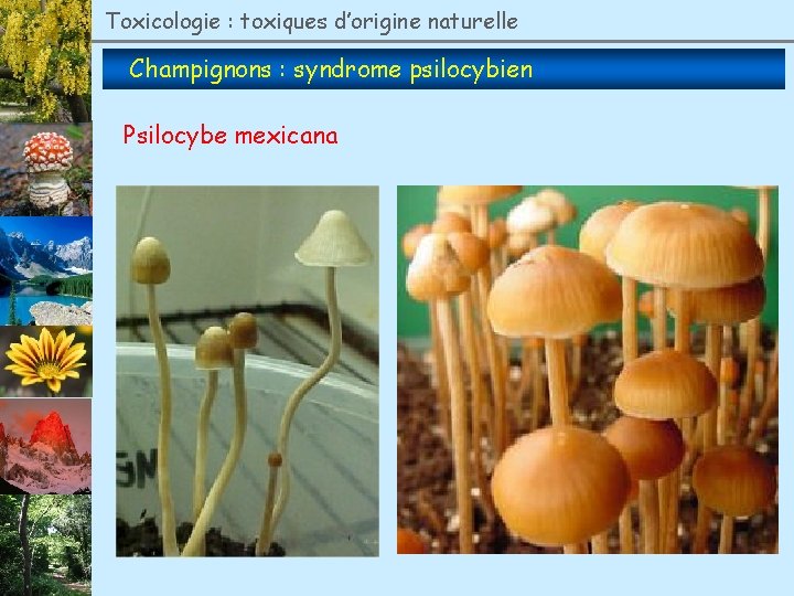 Toxicologie : toxiques d’origine naturelle Champignons : syndrome psilocybien Psilocybe mexicana 