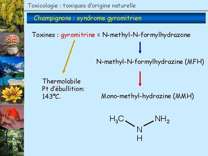 Toxicologie : toxiques d’origine naturelle Champignons : syndrome gyromitrien Toxines : gyromitrine = N-methyl-N-formylhydrazone