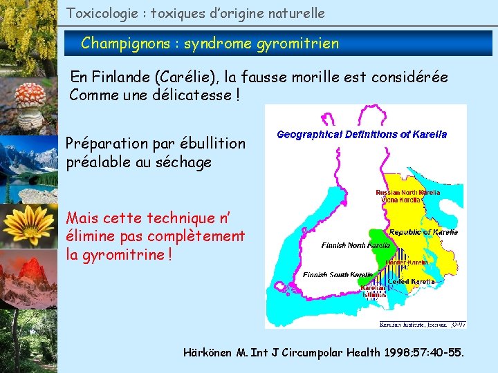 Toxicologie : toxiques d’origine naturelle Champignons : syndrome gyromitrien En Finlande (Carélie), la fausse