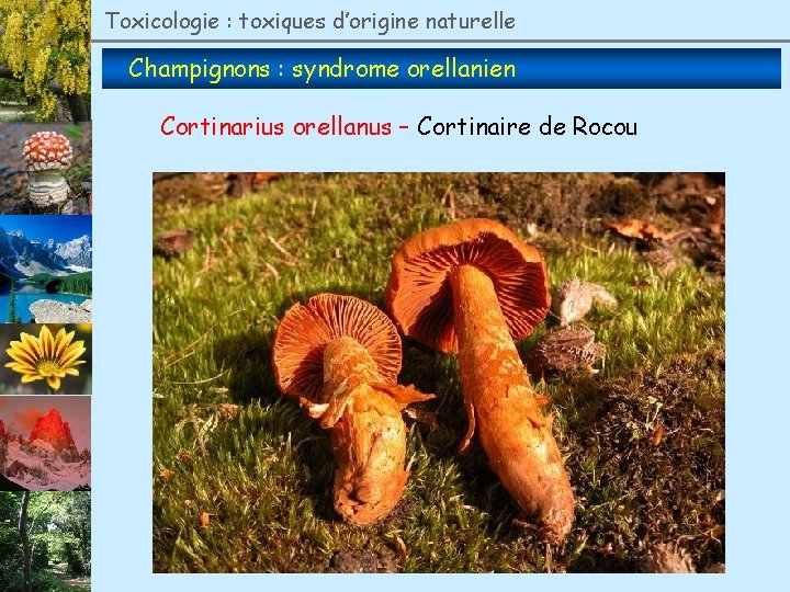 Toxicologie : toxiques d’origine naturelle Champignons : syndrome orellanien Cortinarius orellanus – Cortinaire de