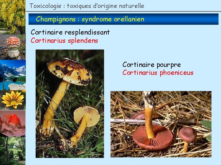 Toxicologie : toxiques d’origine naturelle Champignons : syndrome orellanien Cortinaire resplendissant Cortinarius splendens Cortinaire