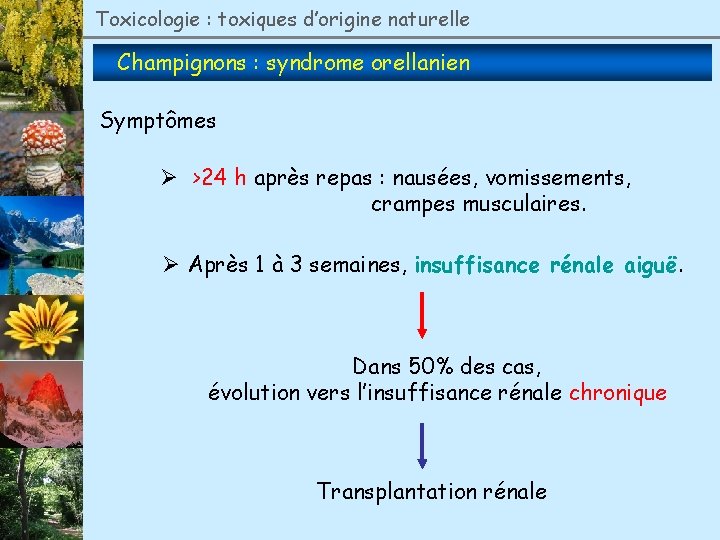 Toxicologie : toxiques d’origine naturelle Champignons : syndrome orellanien Symptômes Ø >24 h après