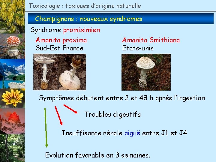 Toxicologie : toxiques d’origine naturelle Champignons : nouveaux syndromes Syndrome promiximien Amanita proxima Sud-Est