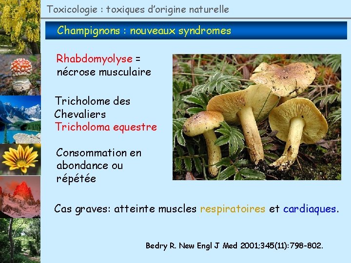 Toxicologie : toxiques d’origine naturelle Champignons : nouveaux syndromes Rhabdomyolyse = nécrose musculaire Tricholome